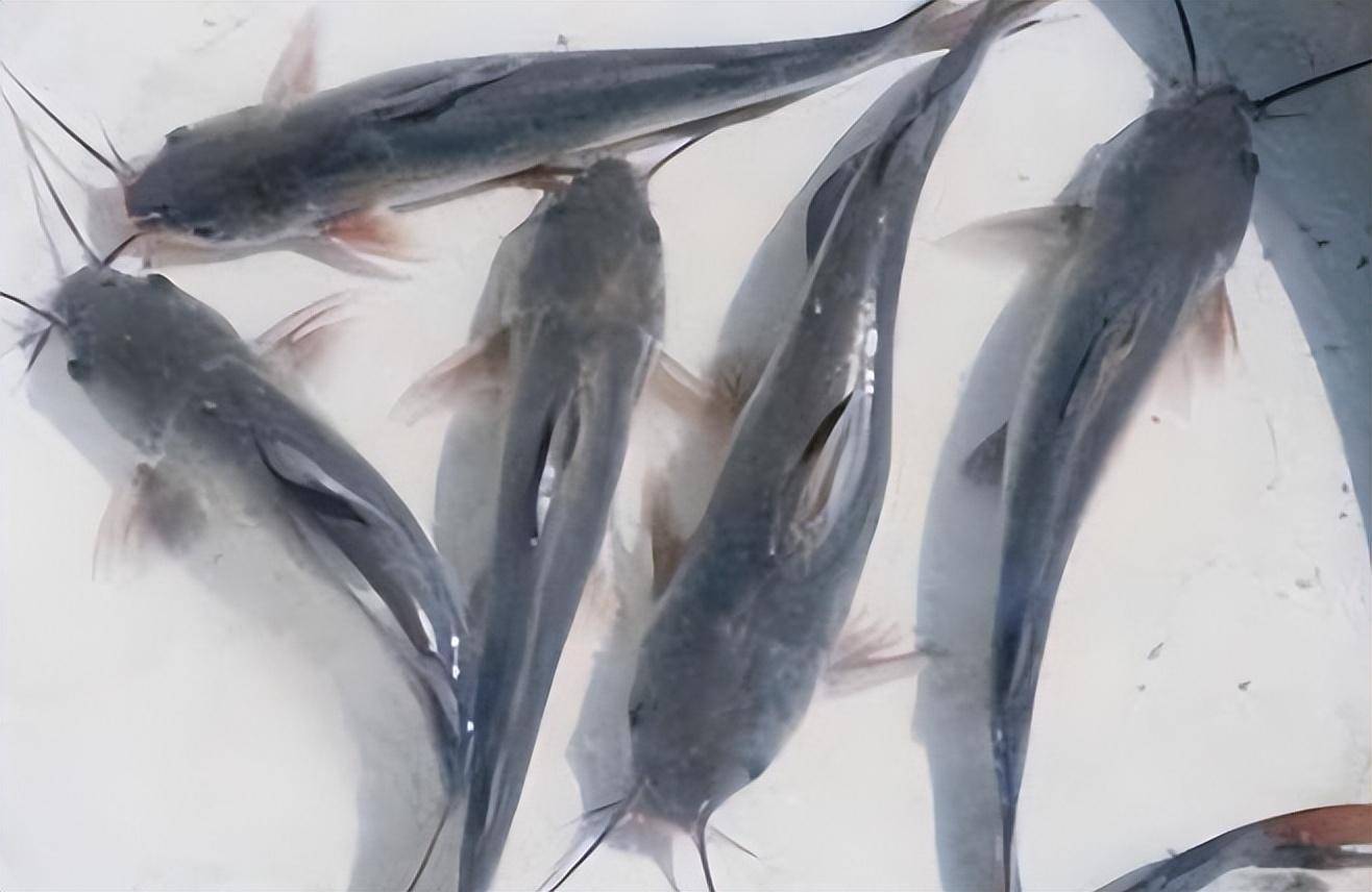 曾在国外泛滥没人吃,入侵我国却被降服,甚至国内需专门养殖_鲶鱼_非洲