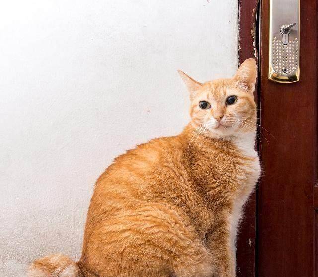 体重的绝对优势让橘猫打架难寻对手,来一只喵压一只喵,来一打喵