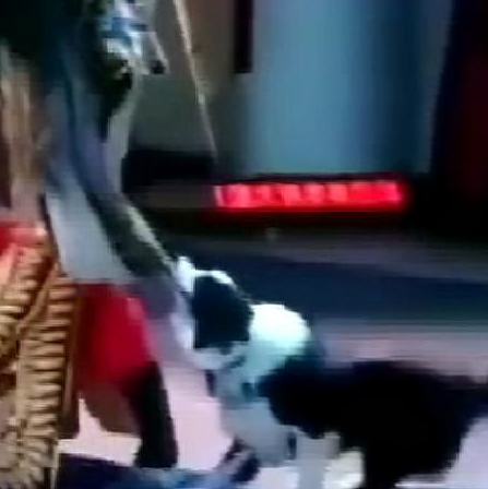 舞台演出时狗狗拽着主人衣角铲屎的带我一起