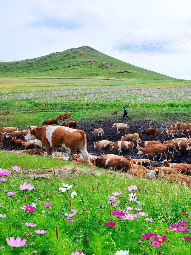 行旅游路线,内蒙古五日游路线规划攻略,内蒙游玩攻略_草原_行程_阿洁