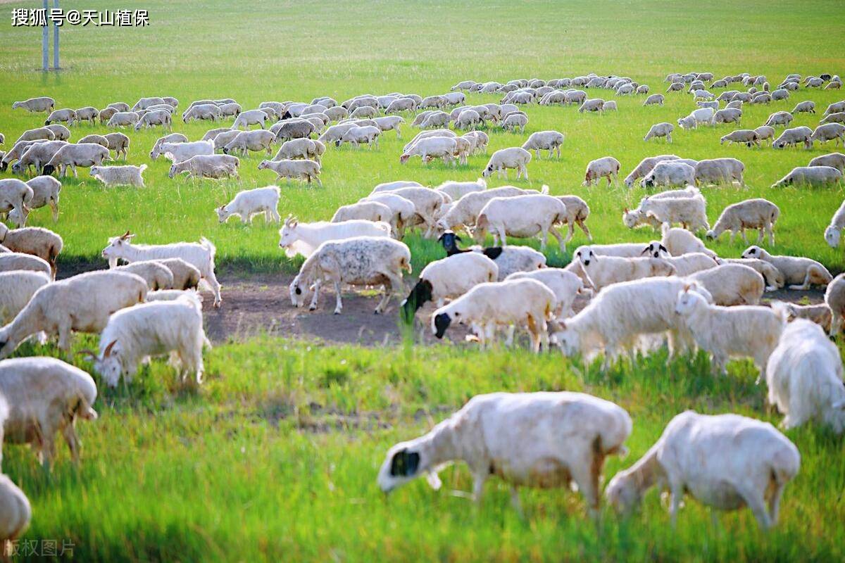简述畜牧业家庭经营的类型
