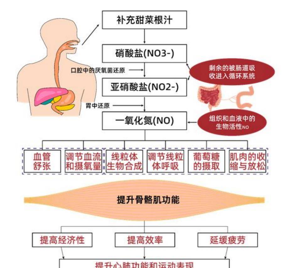 训练_有氧_耐力