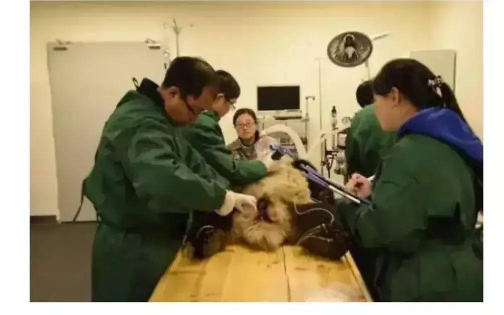 原创旅韩大熊猫园欣脱毛惹心疼韩方被曝克扣水果导致营养不良