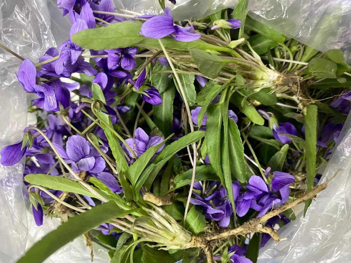 2,先将紫花地丁的根逐一剪下来,之后放到水中浸泡一会儿,再用软刷将