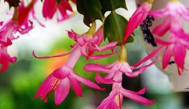 原创冬季蟹爪兰掉花苞主要是4点原因做好后开花满枝头