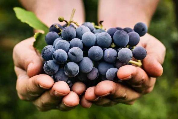 糖尿病害怕的6种水果再穷也要吃助血糖平稳摆脱并发症