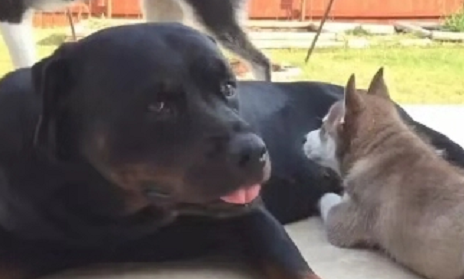 原创小二哈错认罗威纳当妈埋头吃奶让主人哭笑不得网友这是纯的