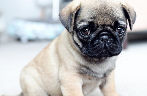 哈巴狗的呼吸问题,哈巴狗呼吸困难的原因_鼻子_小狗_品种