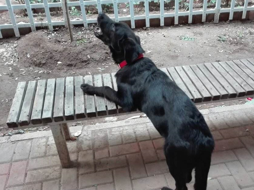 同时作为一只大型狼犬,黑狼犬也是一种出色的工作犬,一般这种犬都是很