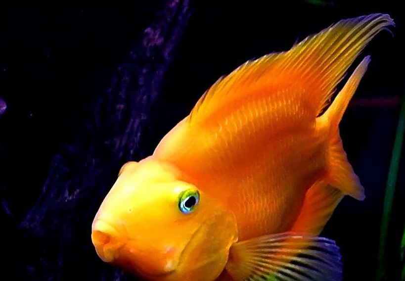 原创宠物小知识饲养宠物的发现以及宠物饲养普及一起了解一下吧