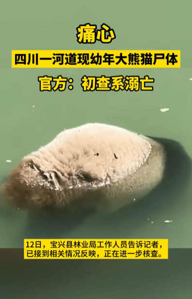 大熊猫的悲剧宝兴县的溺水事件