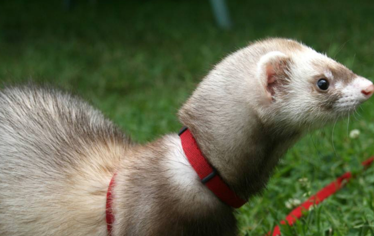 原创原来雪貂在成为宠物前还有这样的功能