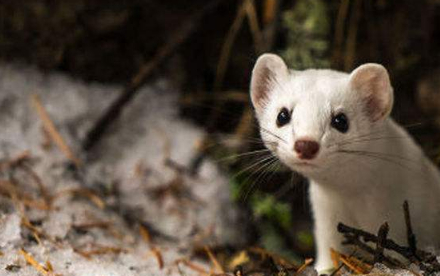 原创原来雪貂在成为宠物前还有这样的功能