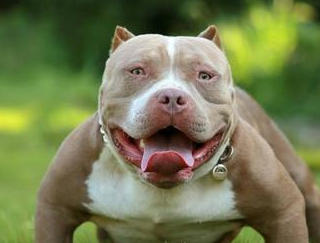 宝宝将恶霸当坐骑,恶霸没有反抗,一脸幸福的表情