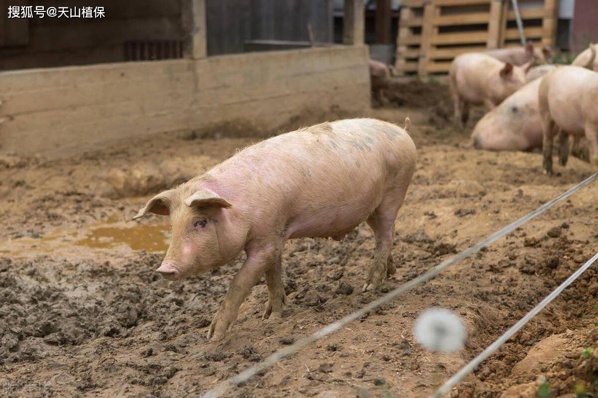 原创活猪出肉率计算方法