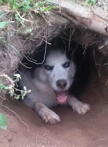 原创主人永远无法理解二哈狗子刨坑太忘我主人大别墅你自己住吧