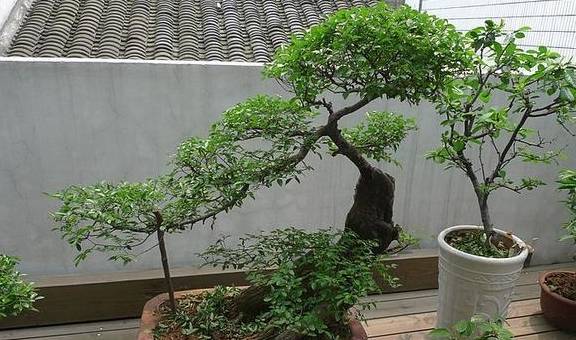 盆景小知识:树桩盆景根部处理技巧,你学会了吗?_枝干_自然_造型