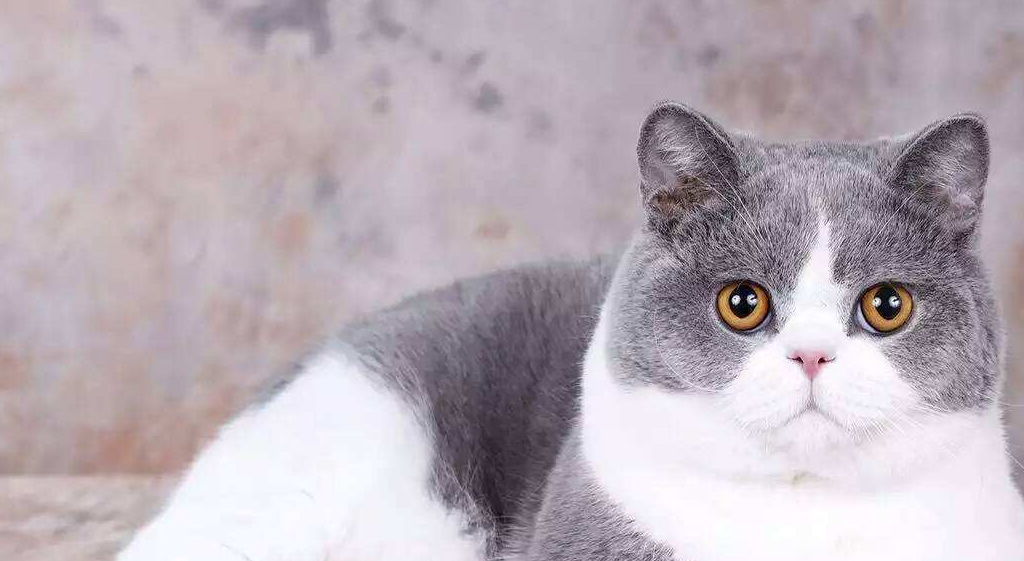 2000以下适合家养的宠物猫有哪些