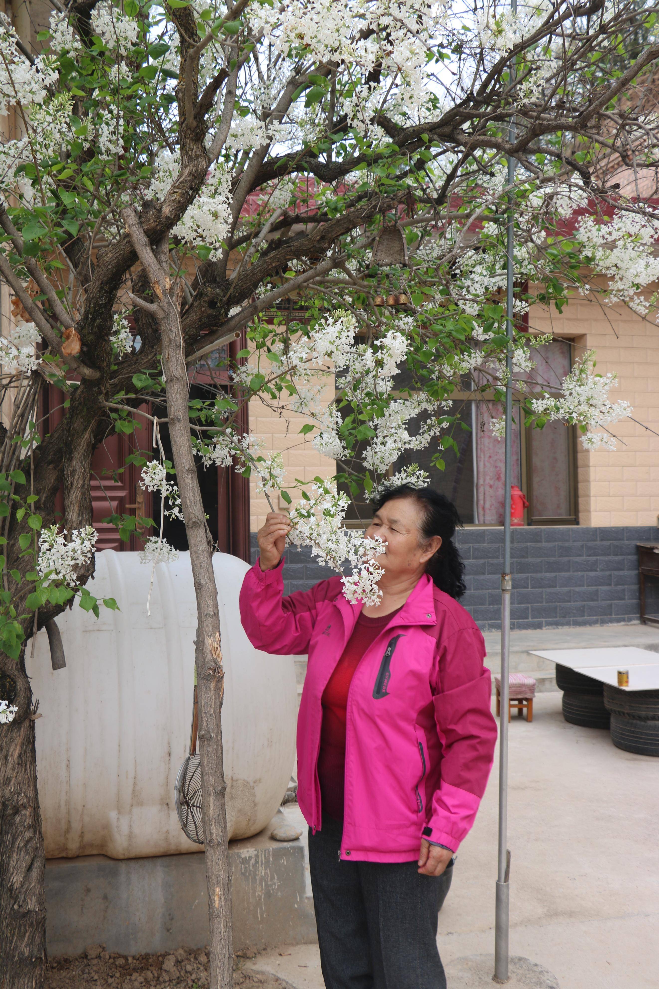 家乡老宅院內一棵白丁香树花盛开素雅而清香