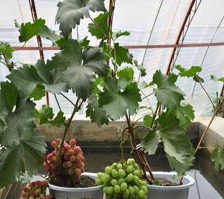 原创在阳台上种的葡萄怎么追肥