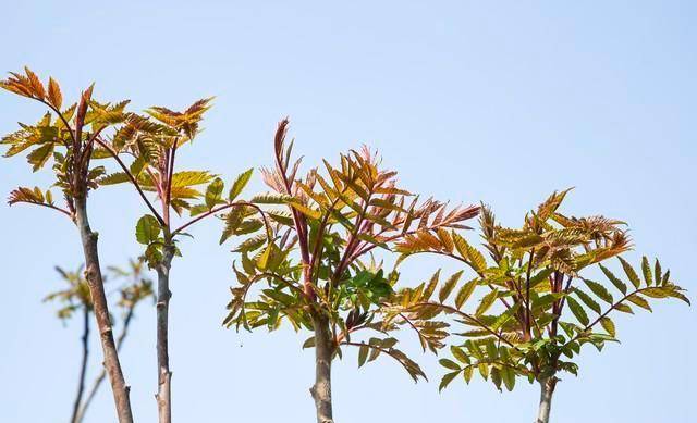 香椿是楝科香椿属多年生木本植物