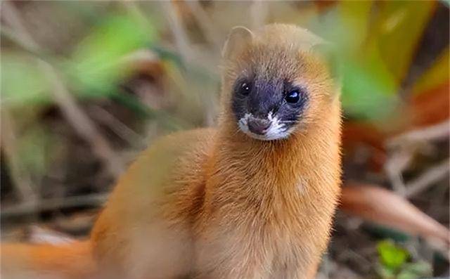 原创为什么黄鼠狼不能吃难道只是因为迷信李时珍已经给出答案