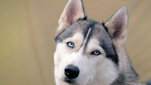 女主人下班回到家,发现老公正和小三搂着睡觉,二哈:在