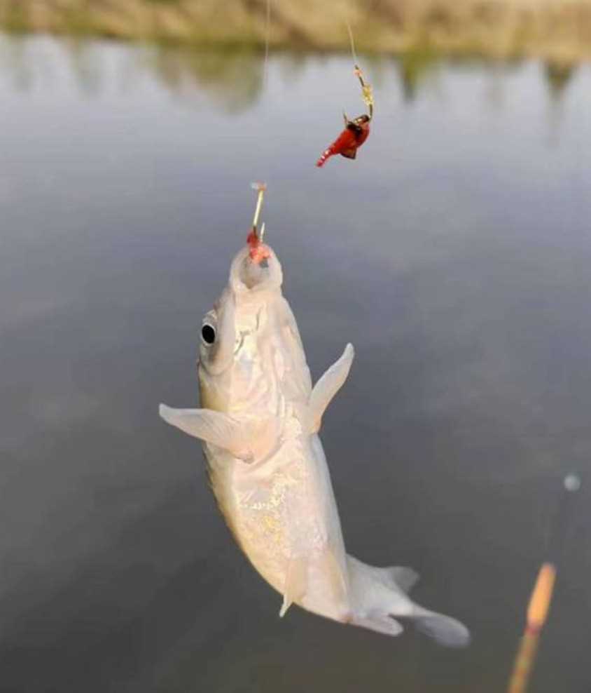 切线跑鱼怎么办?别急换线,试试这3招,更有效!