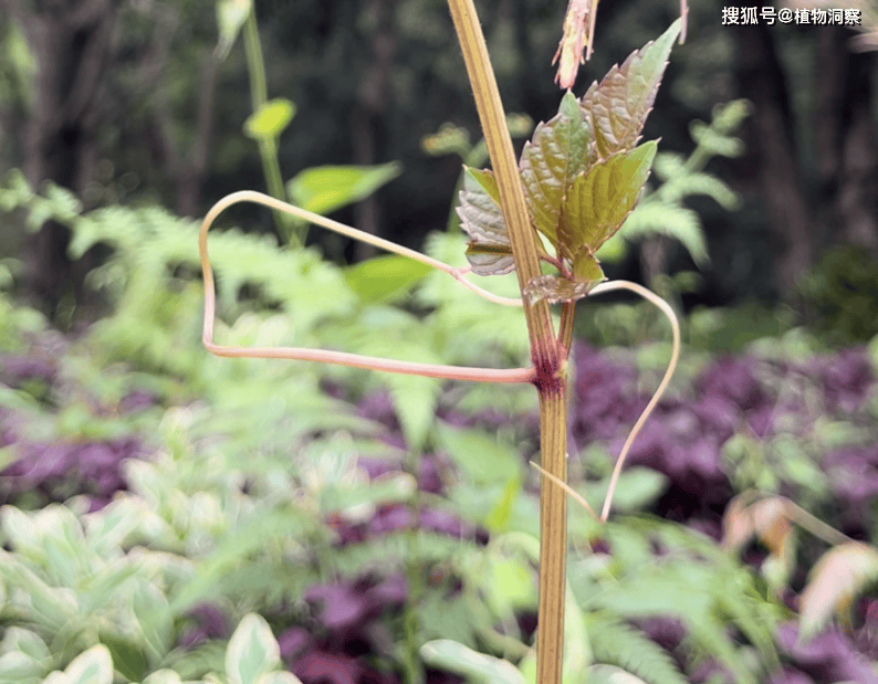记得小的时候还经常采摘它的嫩藤来当猪草,因此乌蔹莓还有个母猪藤
