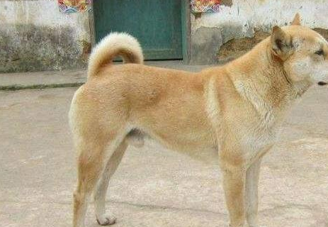 日本纯种秋田犬濒临灭绝 中华田园犬又何尝不是?