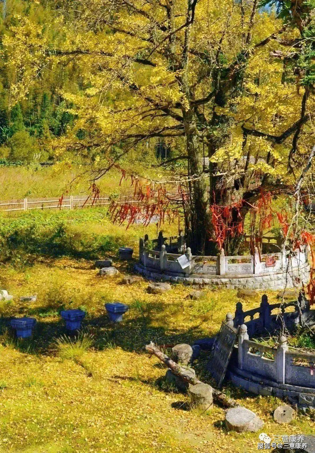 仰山栖隐禅寺唐会昌元年(841年),我国佛教禅宗五派之一沩仰宗创始人慧