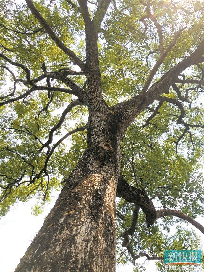 树说南粤江门牛过塘古树群门前樟木林不改旧时香