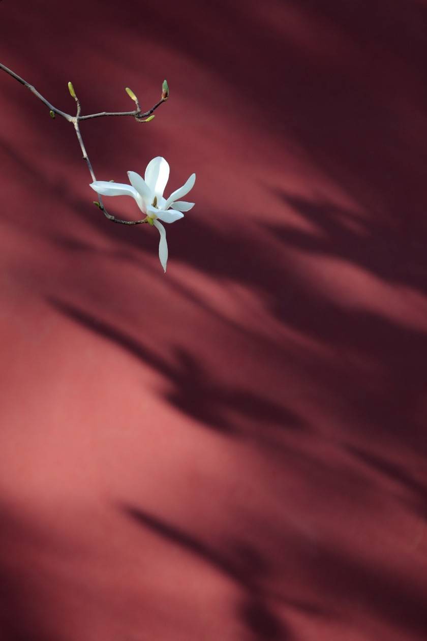 壁纸 地板 840_1261 竖版 竖屏 手机