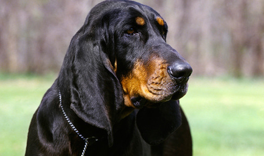 猎浣熊犬排名前六位,是最大的浣熊猎犬.