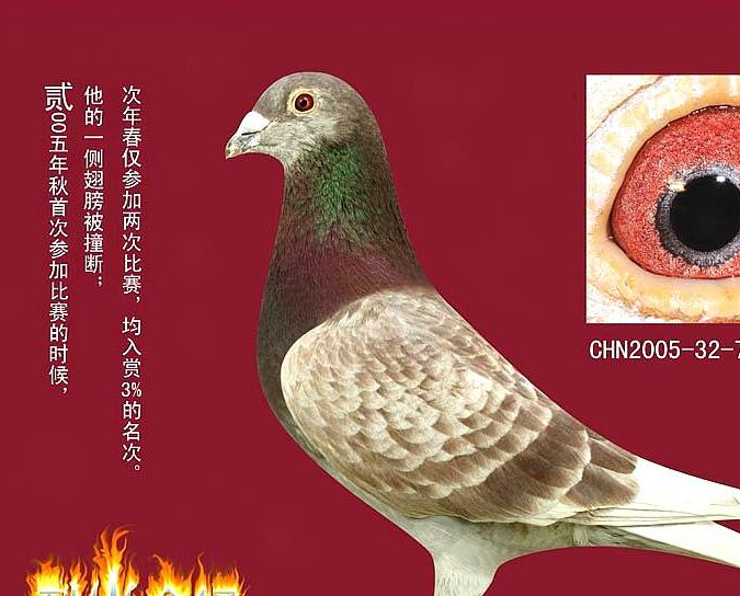 如何正确使用红色羽毛鸽_比赛_颜色_鸽子