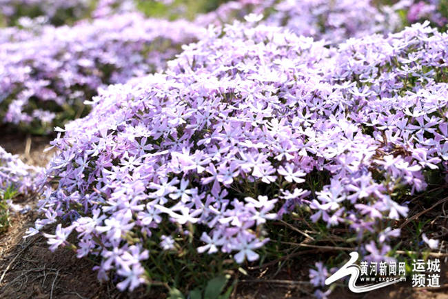 “公园20分钟理论” 早就刻进运城人的DNA-上海麦迪广告有限公司