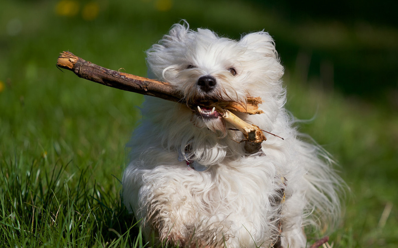 纯种的哈瓦那犬图片图片