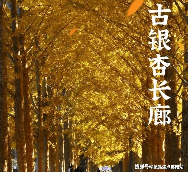 银杏景苑售楼处欢迎您银杏景苑售楼处电话首页网站营销中心楼盘详情