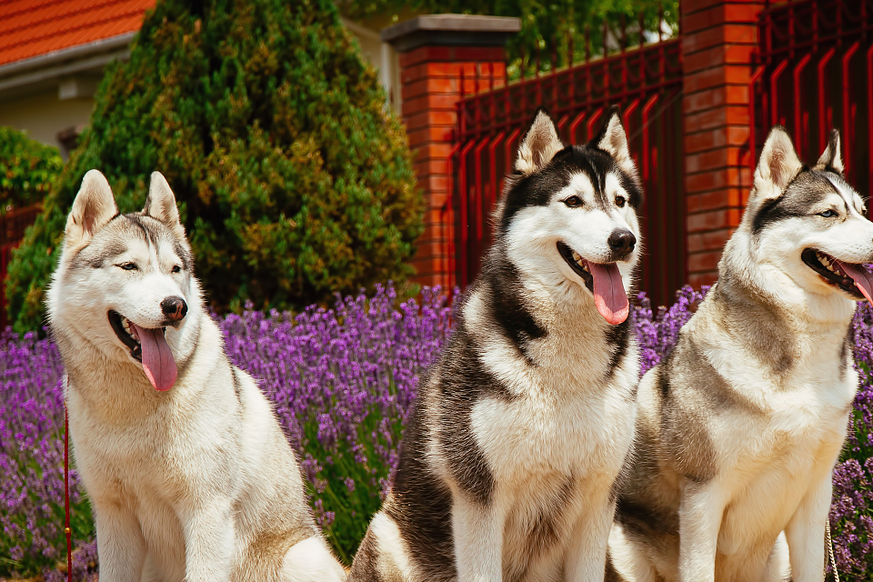 哈士奇和阿拉斯加犬有什么区别