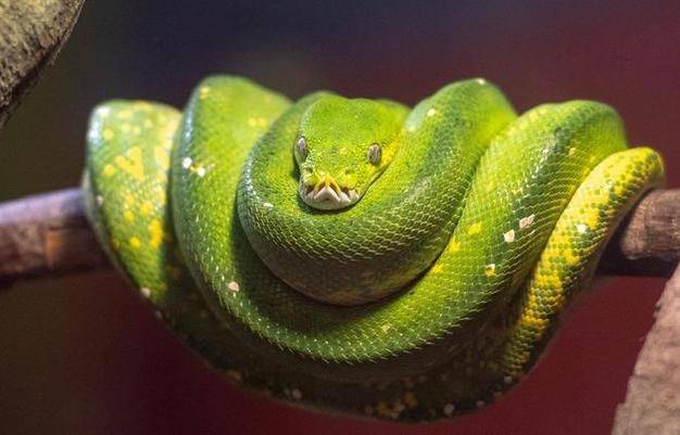 千年蛇妖化蛟飞升荒野为何不见蛇尸揭秘走蛟的传说