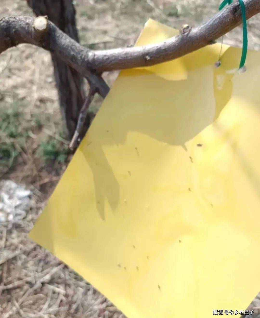 桃树黄板除蚜虫方法见效快无污染种桃省工还省钱