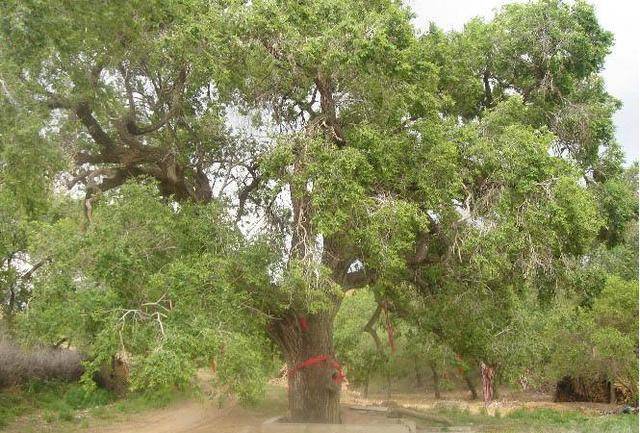 失之东隅收之桑榆出自哪里呢又有什么典故