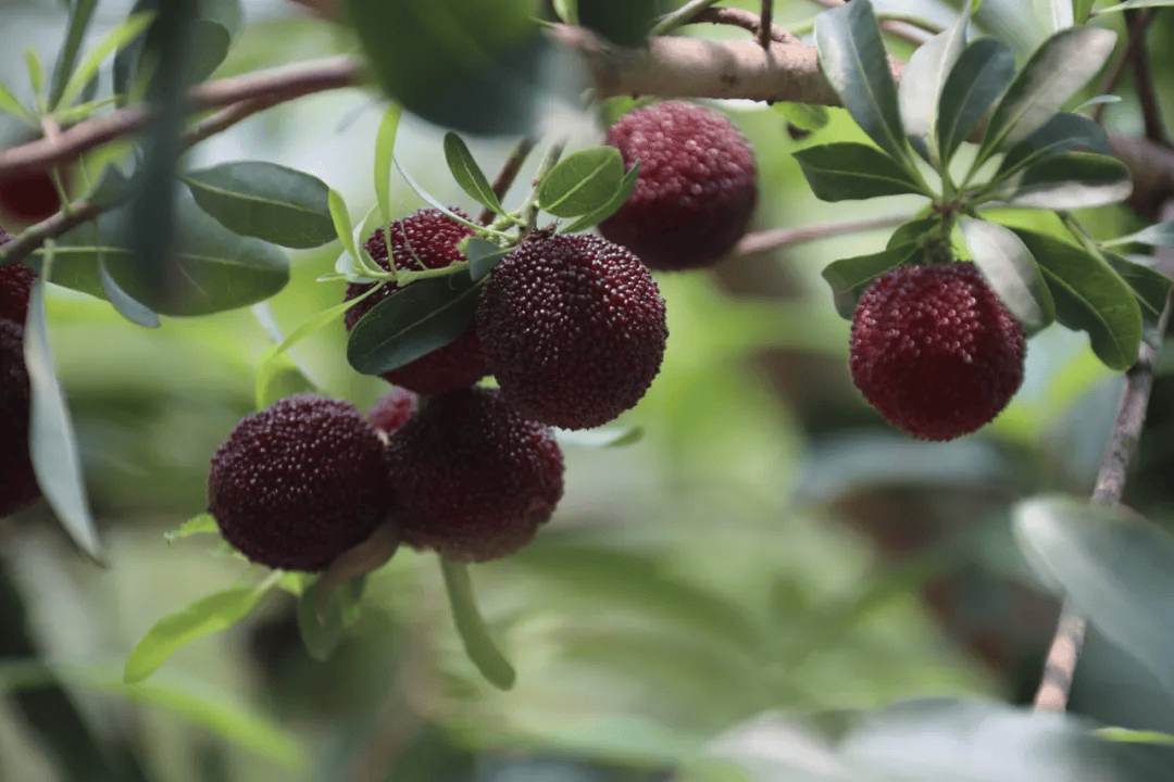 赶紧来秋收里邂逅一口爆汁的鲜甜杨梅吧