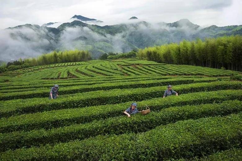 泰顺三杯香茶品牌宣传口号征集活动邀请您参加