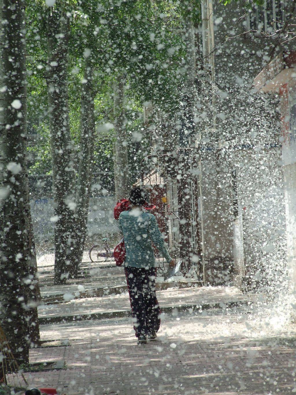 清鼻堂加盟店杨絮飘飞鼻炎患者如何轻松应对过敏挑战