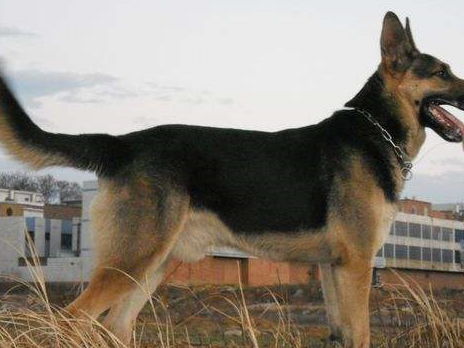 而昆明犬的体型相比于德牧,马犬也要稍大一些,这让它看起来更加的威猛