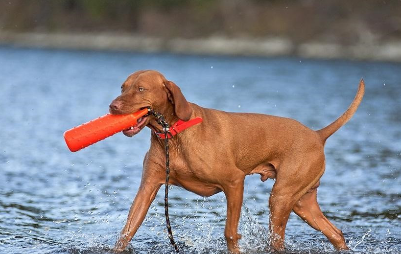 适合狗狗锻炼的7种方式_训练_运动_silver