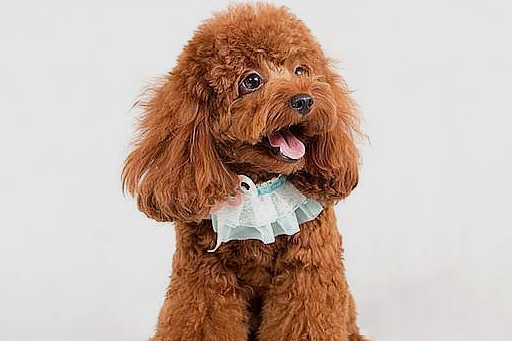 泰迪掉毛还掉色,无外乎这几个原因,解决方法也很简单