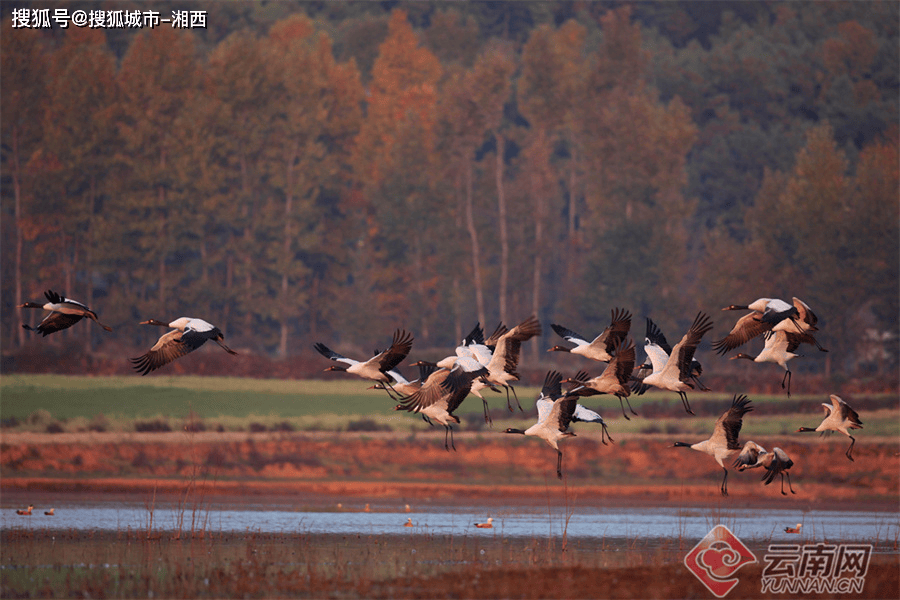 念湖薄雾轻罩等一百八十余种鸟类这其中包括了黑颈鹤,灰鹤会泽黑颈鹤