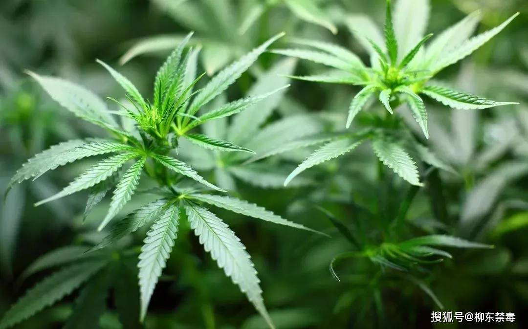 女子朋友圈晒花结果摊上大事附识毒小技巧